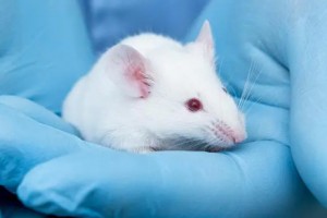 “迷你人脑”听过没？科学家首次用它修复老鼠脑损伤