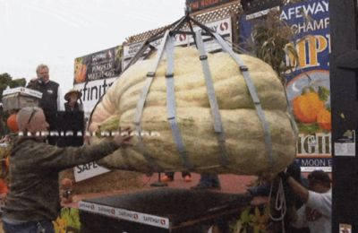 这是怎么种出来的？美国亮相重量超1吨的超大南瓜